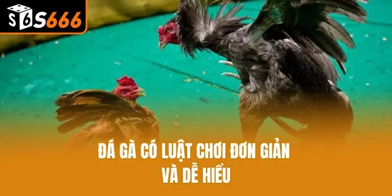 Đá gà có luật chơi đơn giản và dễ hiểu
